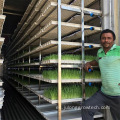 Container de envío de 40 pies Smart Farm Hydroponic invernadero